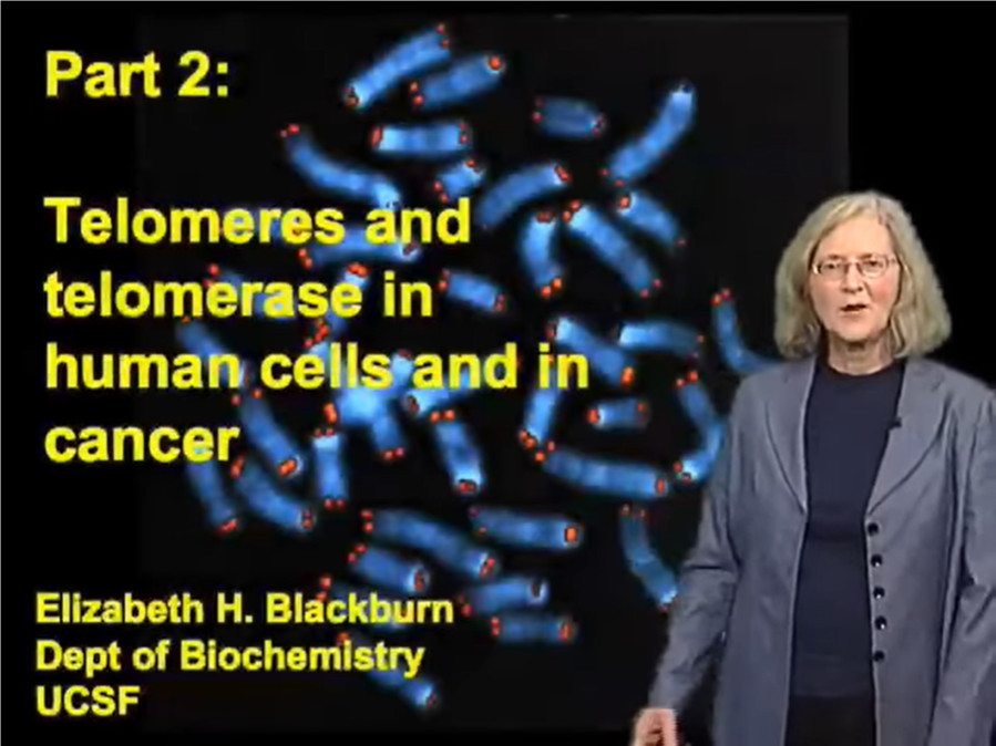 Telomeres and Telomerase in Human Stem Cells and in Cancer