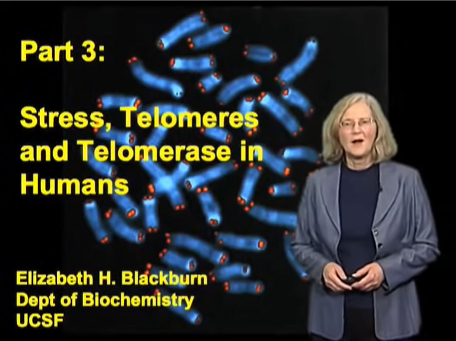 Stress, Telomeres and Telomerase in Humans